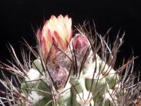 Thumbnail of 1165_Neoporteria taltalensis_20120520(1).jpg